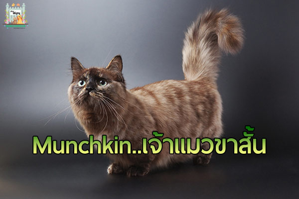 เจ้าแมวมันช์กิ้น (Munchkin)