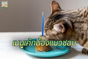 เค้กสุดโปรดสำหรับ น้องแมว