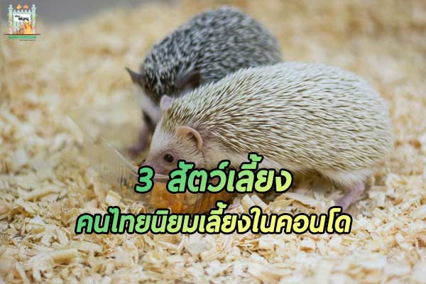 3 สัตว์เลี้ยง ที่คนไทยนิยมเลี้ยงในคอนโด