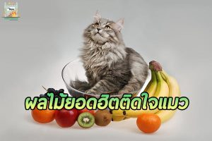 ผลไม้ยอดฮิต อร่อย ๆ สำหรับแมว