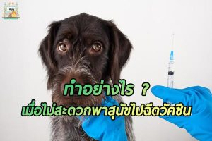 ทำอย่างไรเมื่อไม่สะดวกพาสุนัขไป ฉีดวัคซีน ?
